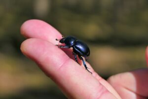 Minuscule insecte noir très petit
