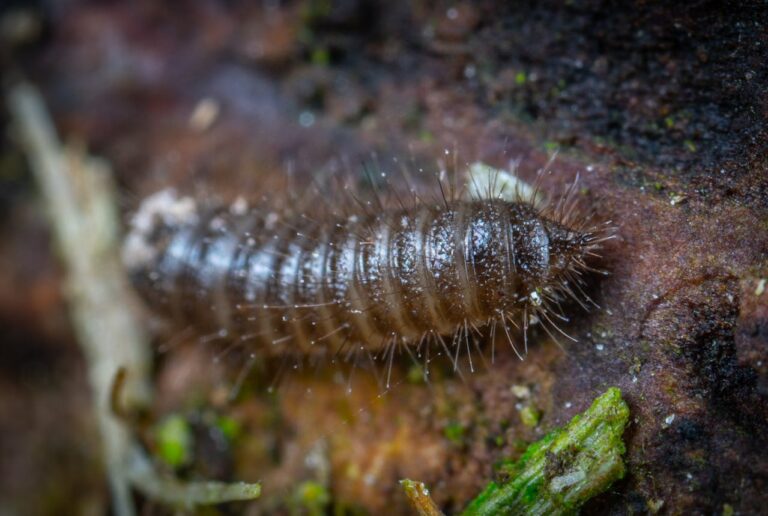 Petite larve marron trouvée dans la maison
