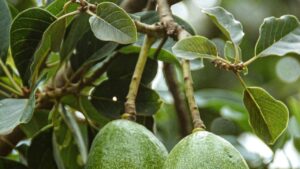 Feuilles de mon avocatier tombent
