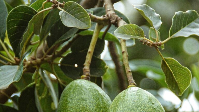 Feuilles de mon avocatier tombent