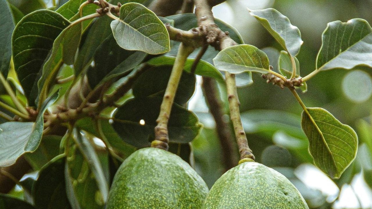 Feuilles de mon avocatier tombent