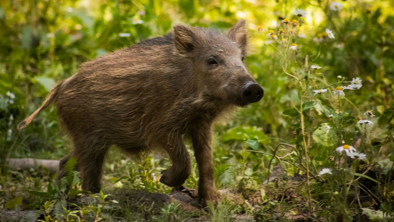 Sanglier