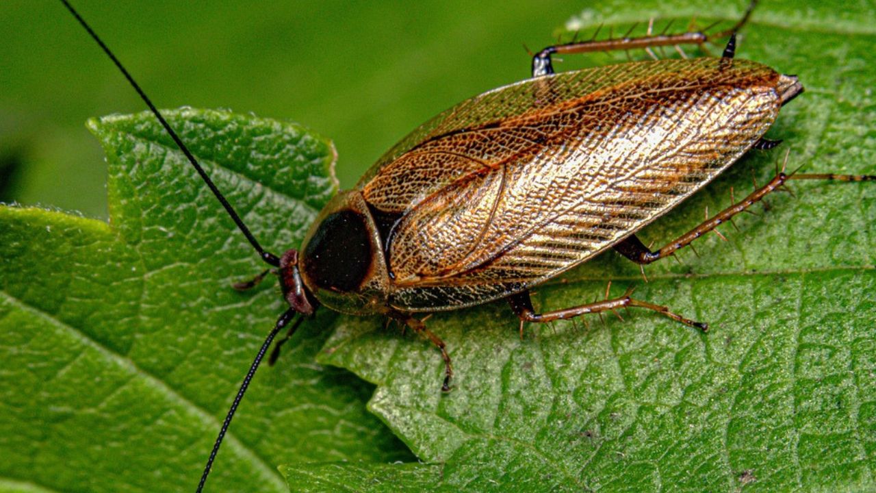 Insecte ressemble aux cafards