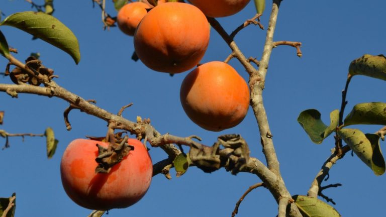 Persimmon et kaki