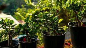 Arbre de jade