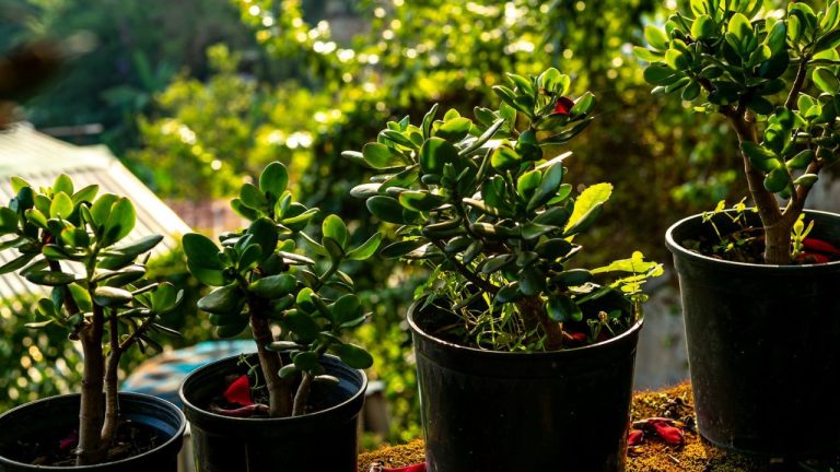 Arbre de jade