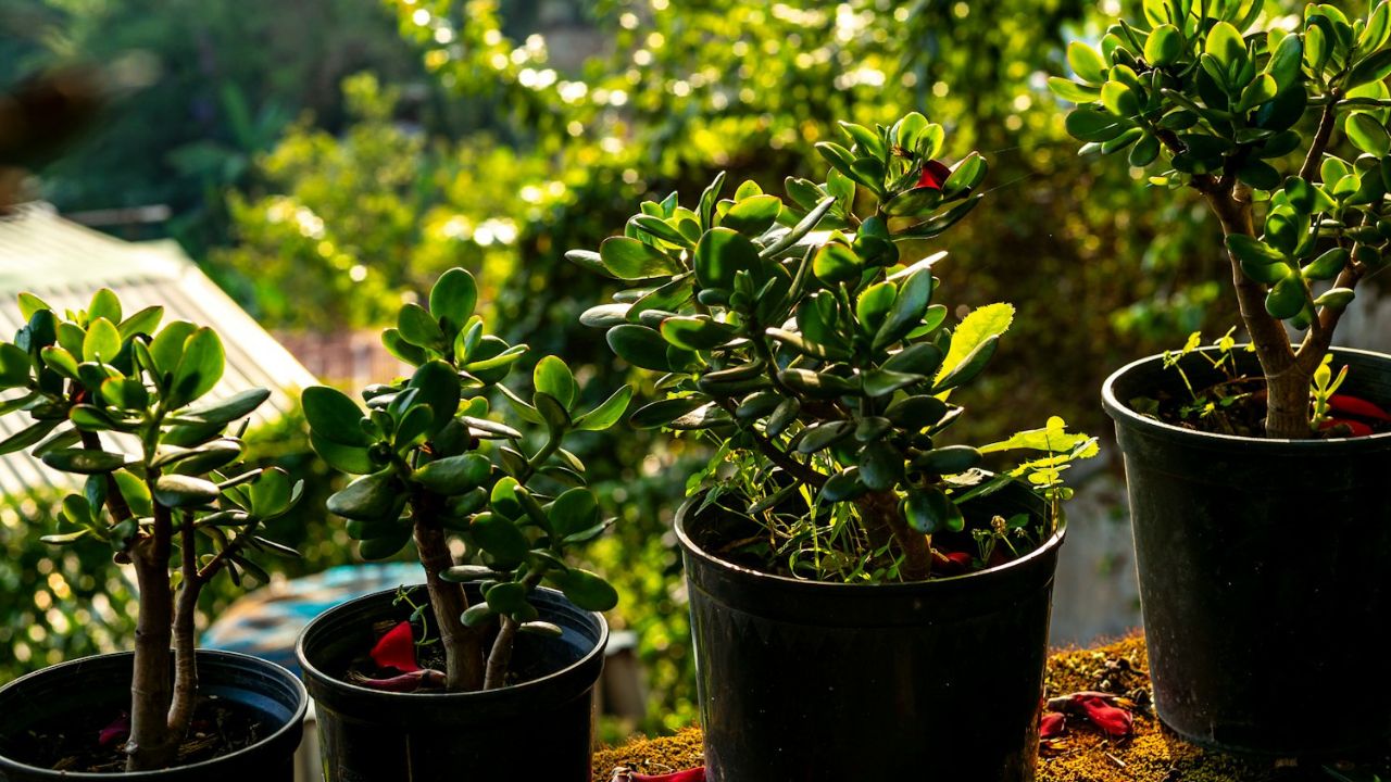 Arbre de jade