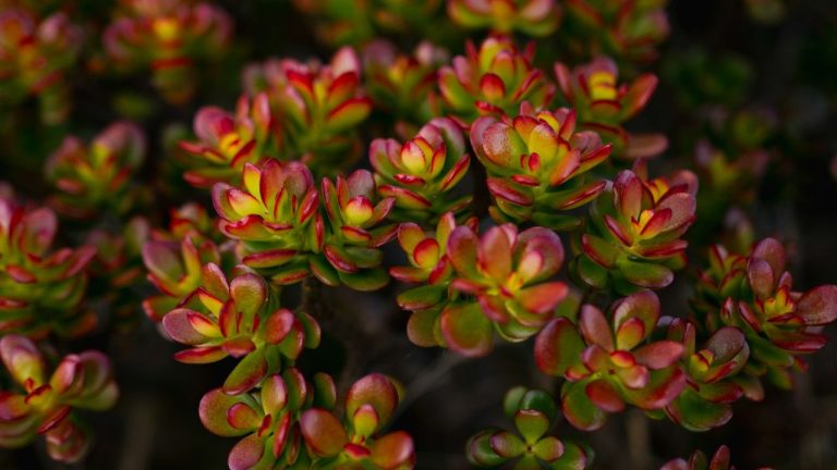 Money tree crassula