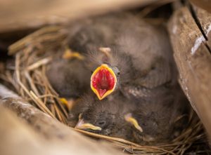 Le temps d' un oisillon pour rester sans manger