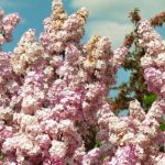Lilas du Japon