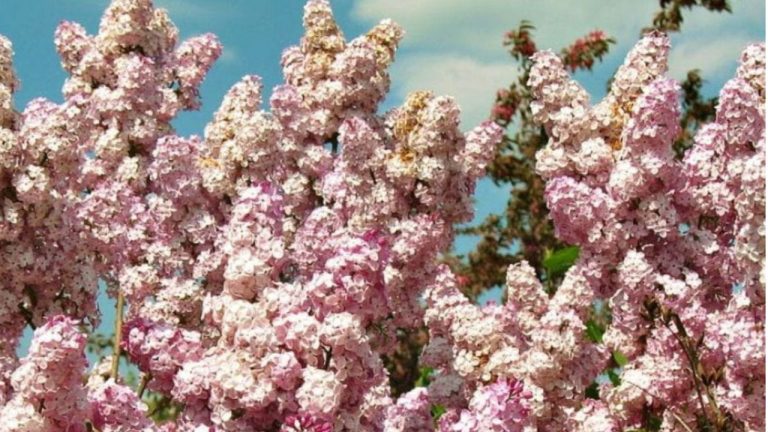 Lilas du Japon