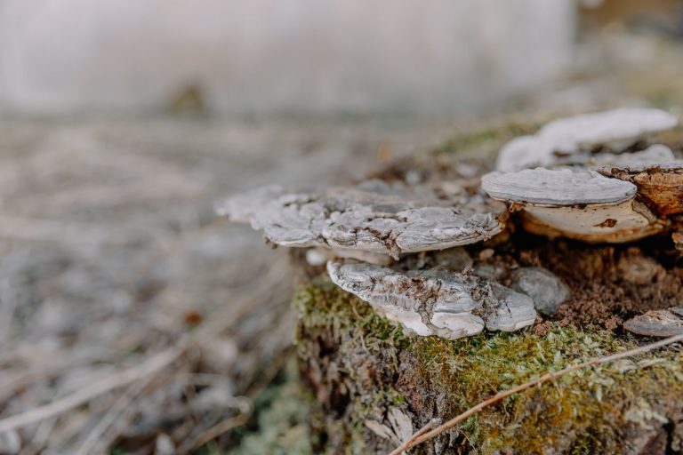 Champignon ressemble à la mérule