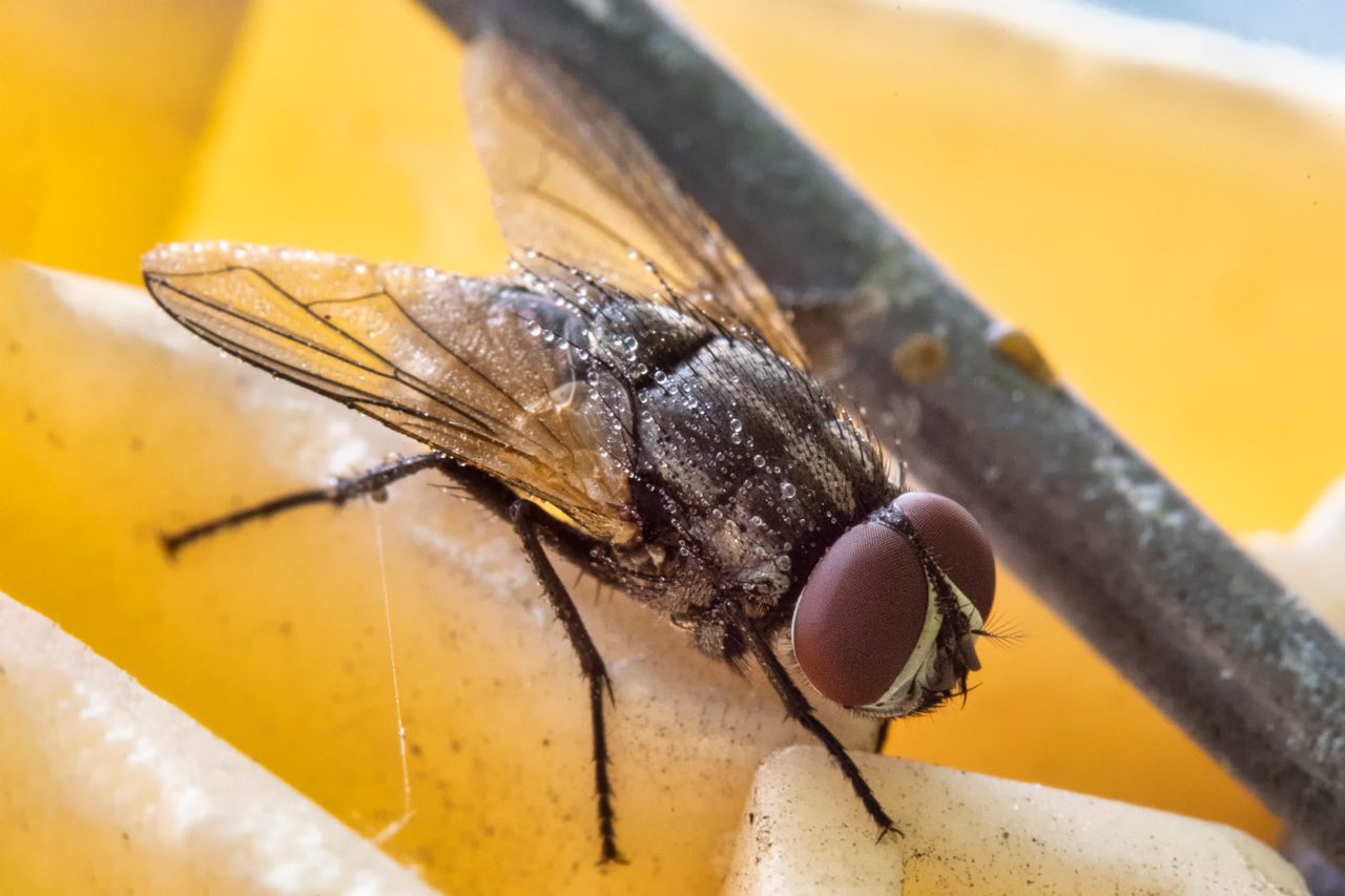 Nid de mouche