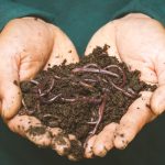 Vers noirs d’humidité