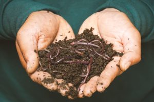 Vers noirs d’humidité