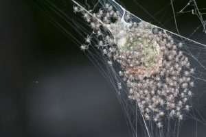 Nids d’araignée dans la maison