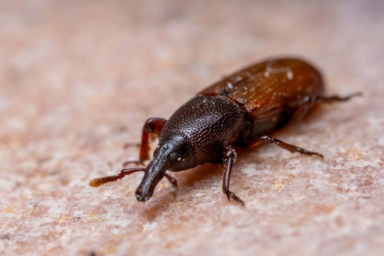 Stegobium paniceum